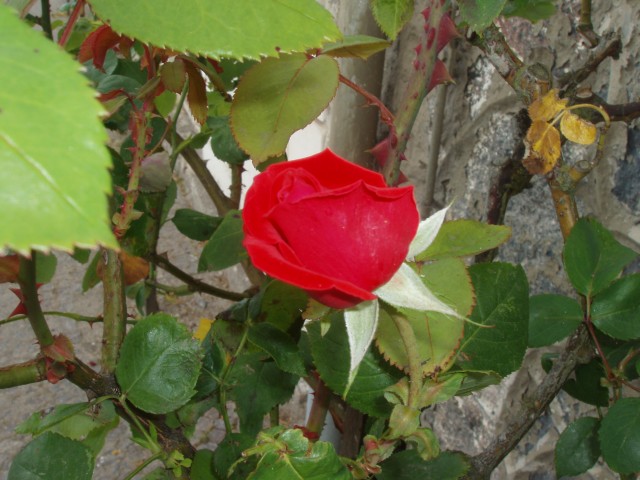 P1010097.JPG