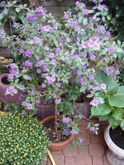 p1010005.jpg