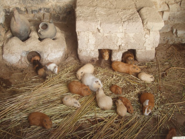 P1010099.JPG