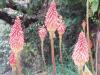 P1010324_thumb.JPG