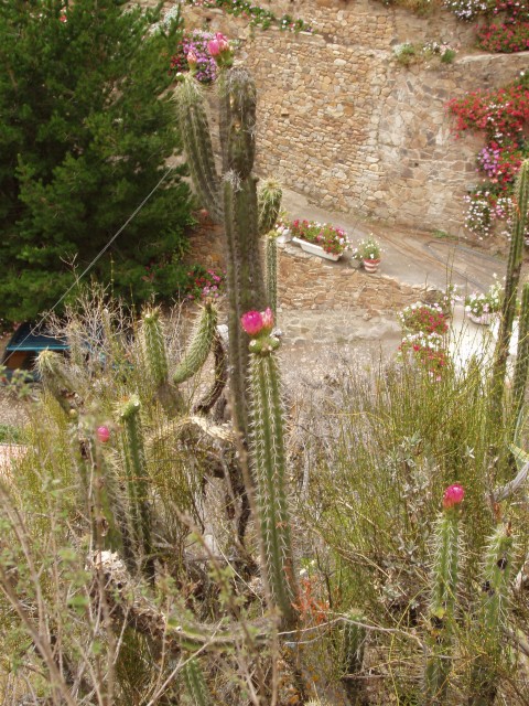 P1010330.JPG