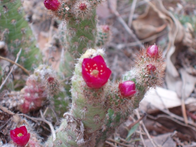 P1010365.JPG