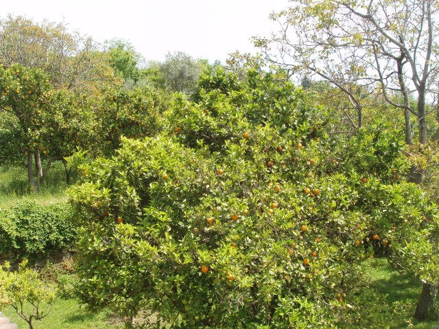 P1010371.JPG