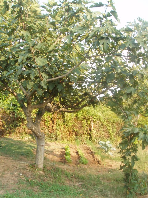 P1010083.JPG