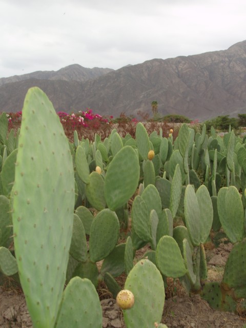 P1010154.JPG