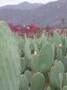 P1010155_thumb.JPG