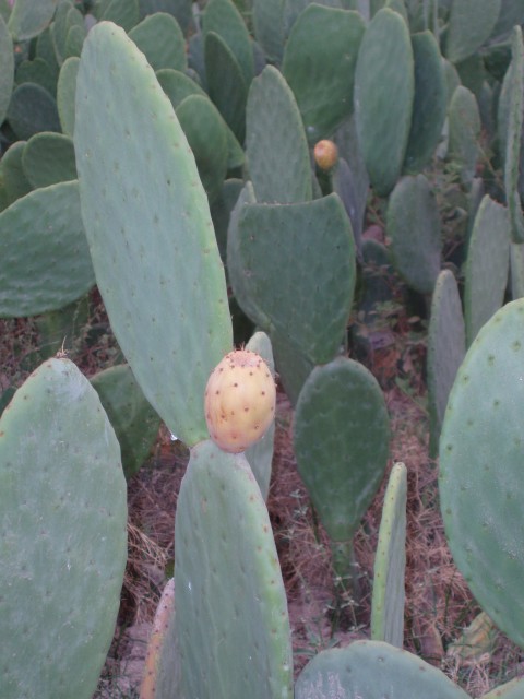 P1010157.JPG