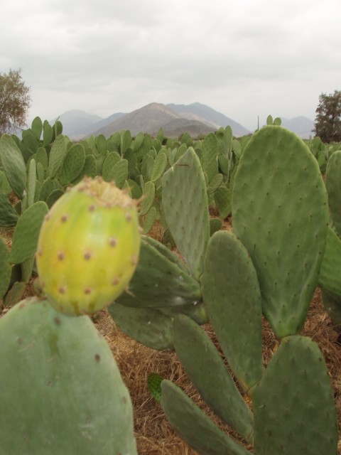 P1010158.JPG