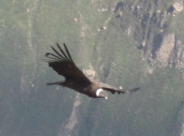 P1010345a.jpg