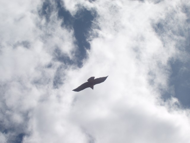 P1010353.JPG