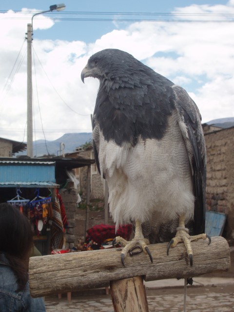 P1010369.JPG