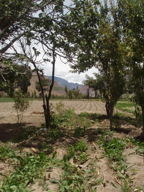 P1060011.JPG