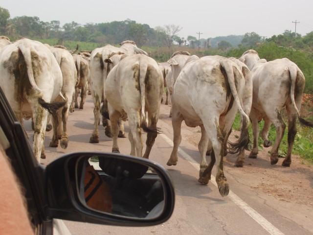 p1010355.jpg
